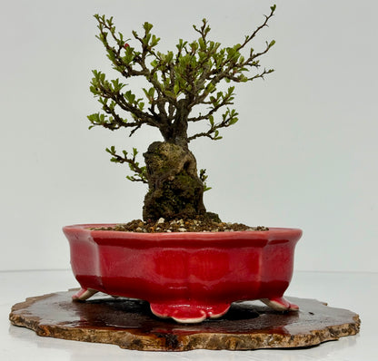 Japanese Quince - Chojubai on rock bonsai tree