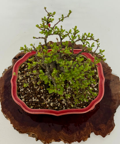 Japanese Quince - Chojubai on rock bonsai tree