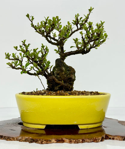 Japanese Quince - Chojubai on rock bonsai tree