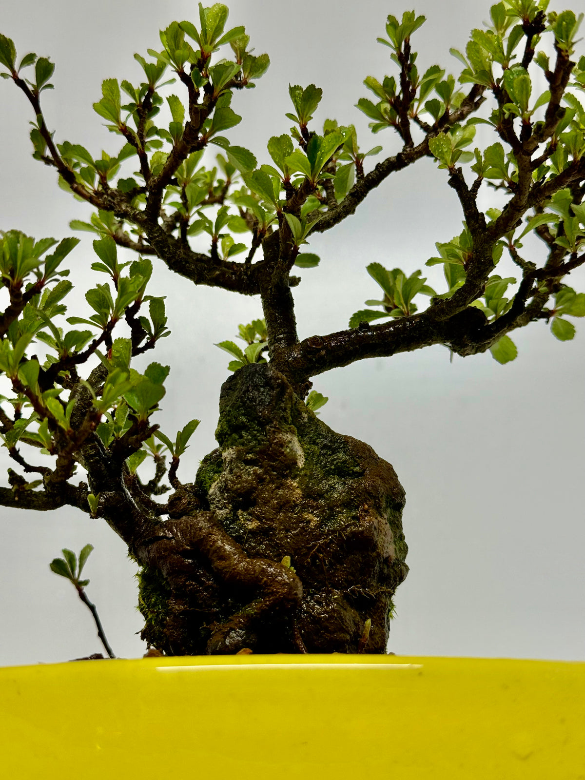 Japanese Quince - Chojubai on rock bonsai tree