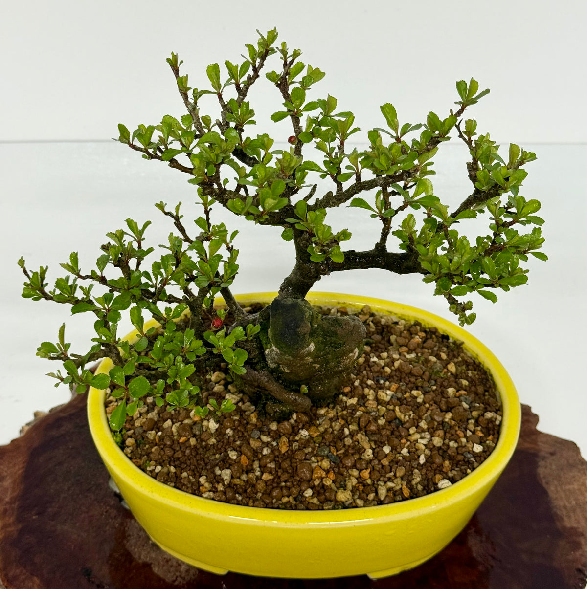 Japanese Quince - Chojubai on rock bonsai tree