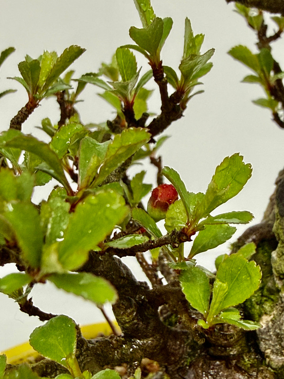 Japanese Quince - Chojubai on rock bonsai tree