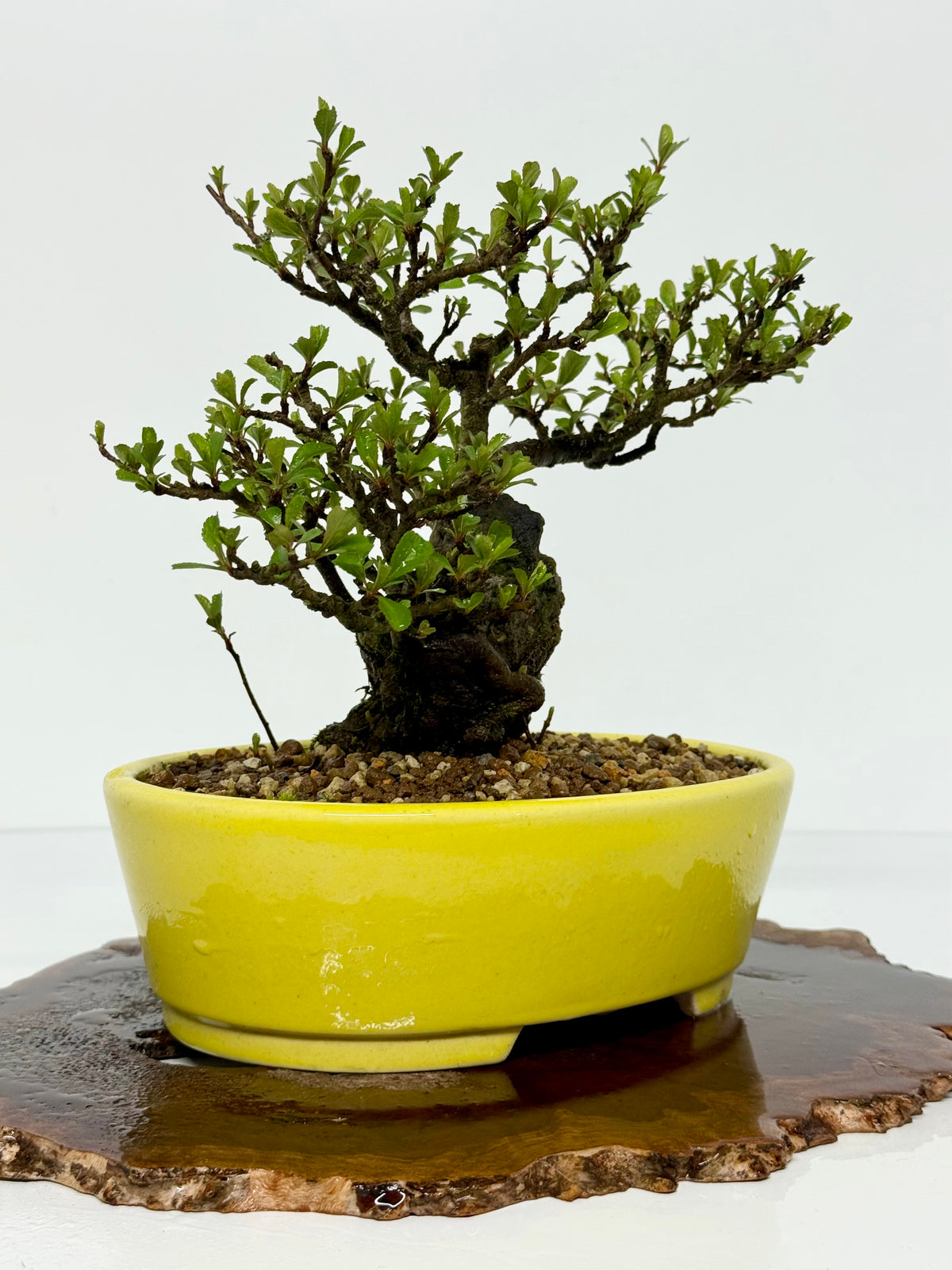 Japanese Quince - Chojubai on rock bonsai tree