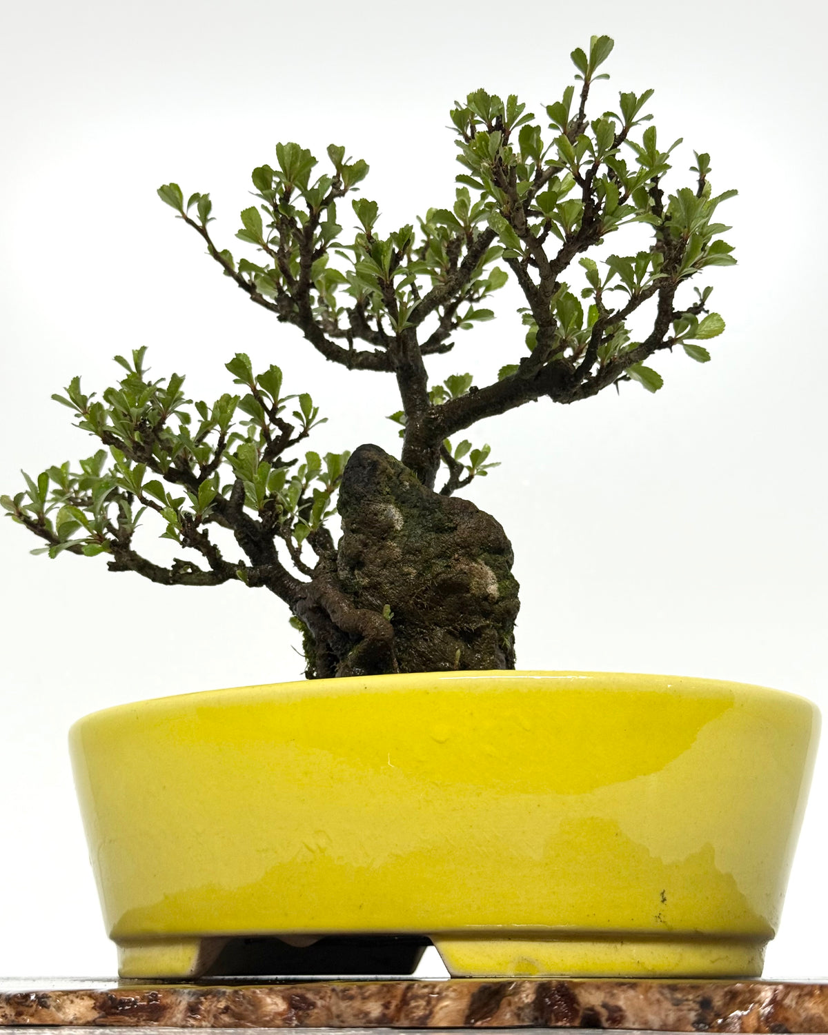 Japanese Quince - Chojubai on rock bonsai tree