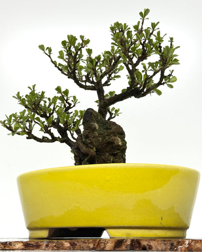 Japanese Quince - Chojubai on rock bonsai tree