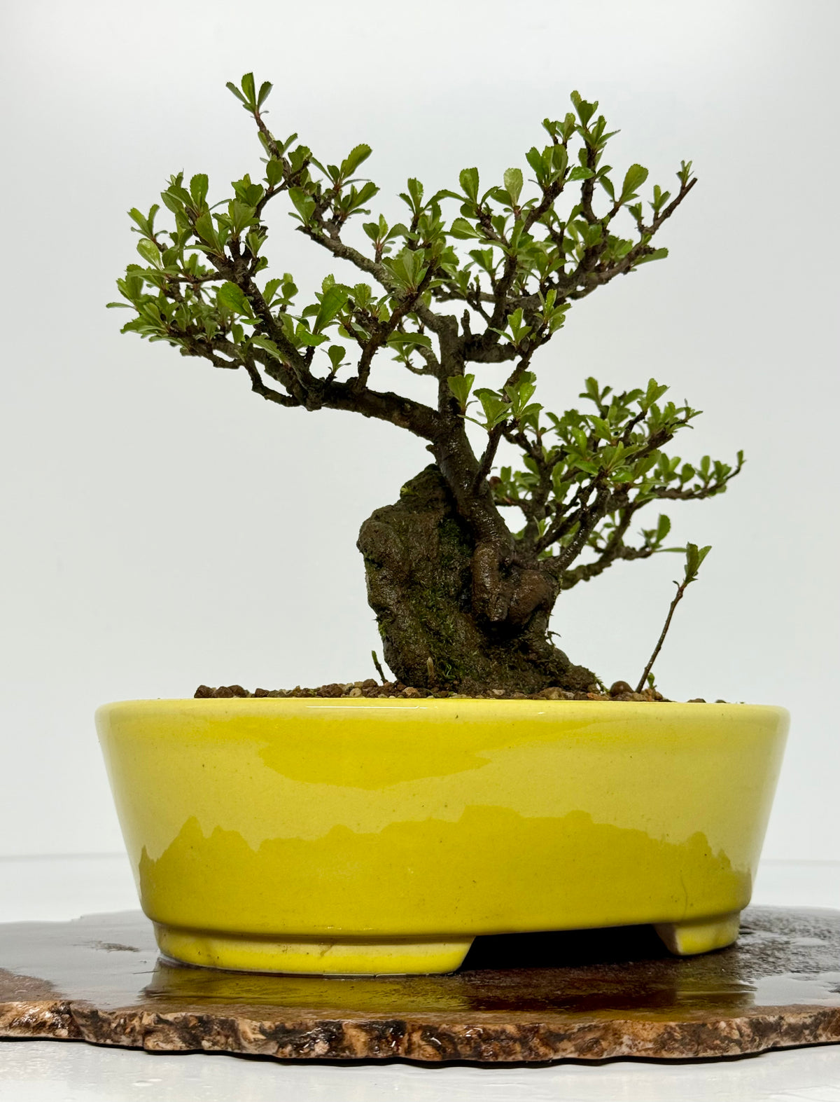 Japanese Quince - Chojubai on rock bonsai tree