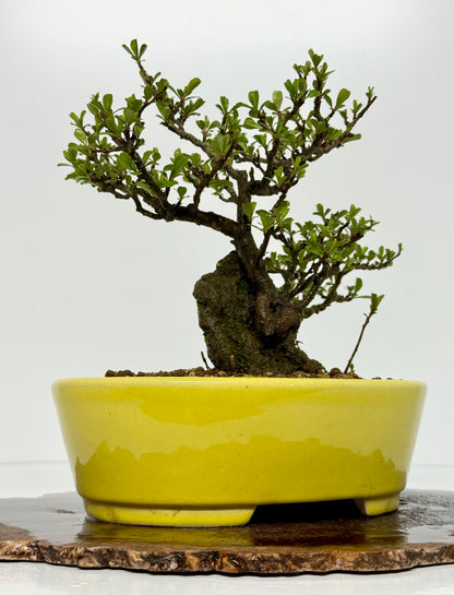 Japanese Quince - Chojubai on rock bonsai tree