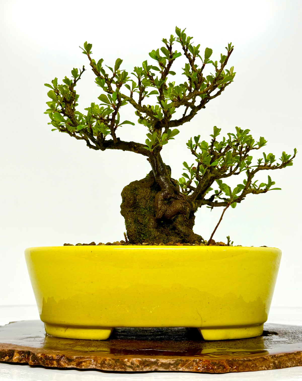Japanese Quince - Chojubai on rock bonsai tree