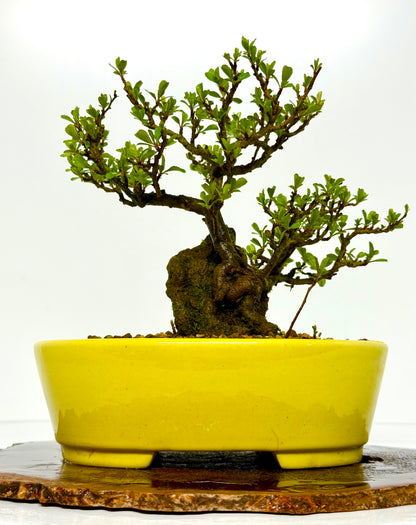Japanese Quince - Chojubai on rock bonsai tree
