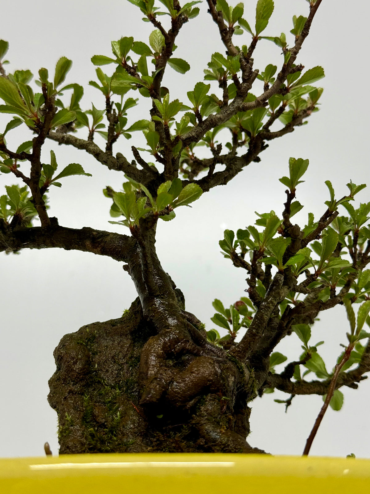 Japanese Quince - Chojubai on rock bonsai tree