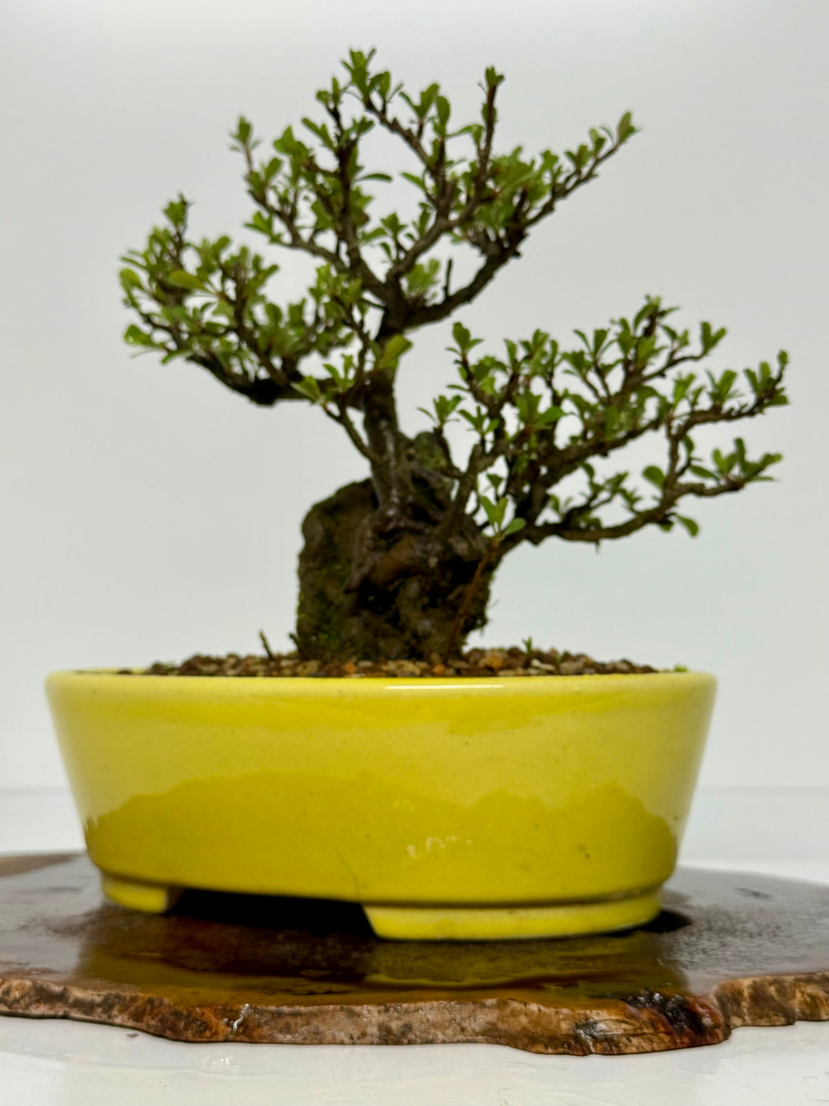 Japanese Quince - Chojubai on rock bonsai tree