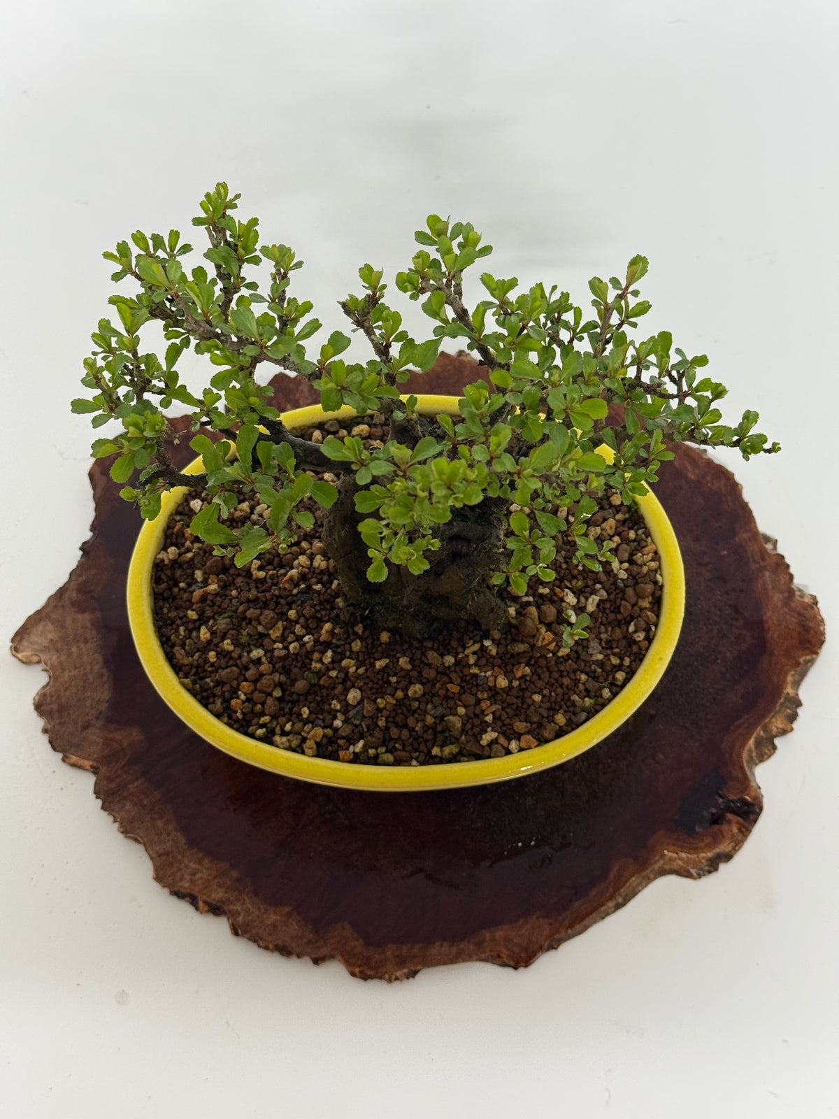 Japanese Quince - Chojubai on rock bonsai tree