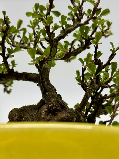 Japanese Quince - Chojubai on rock bonsai tree
