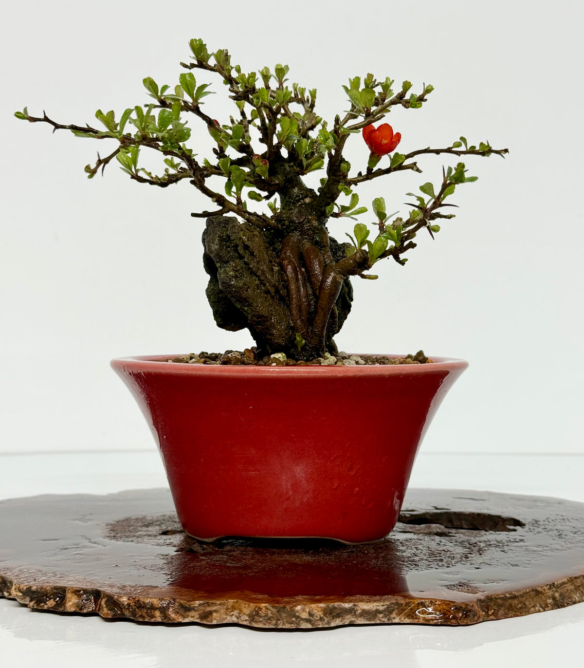 Japanese Quince - Chojubai on rock bonsai tree