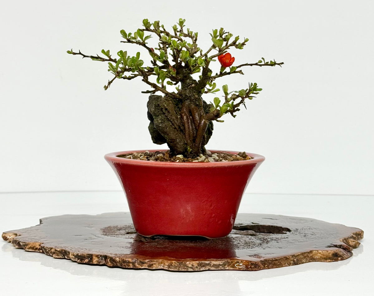 Japanese Quince - Chojubai on rock bonsai tree
