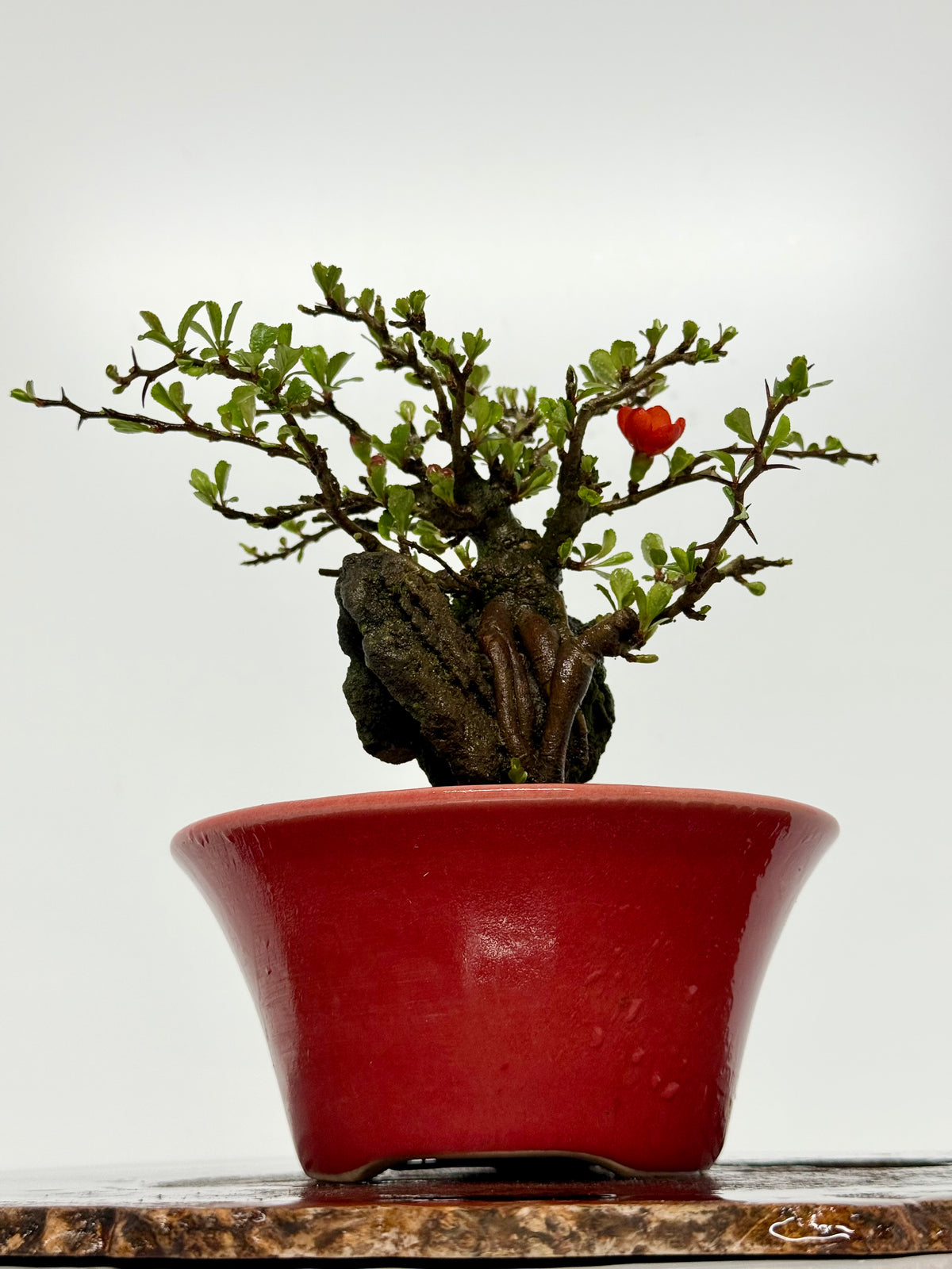 Japanese Quince - Chojubai on rock bonsai tree