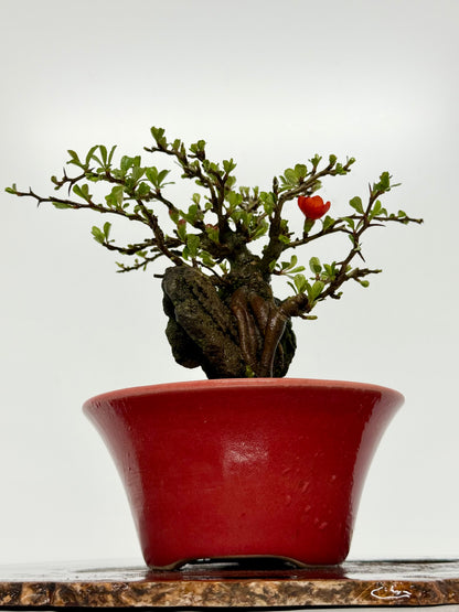 Japanese Quince - Chojubai on rock bonsai tree