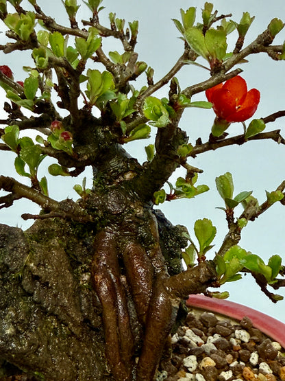 Japanese Quince - Chojubai on rock bonsai tree