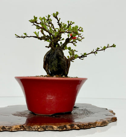 Japanese Quince - Chojubai on rock bonsai tree