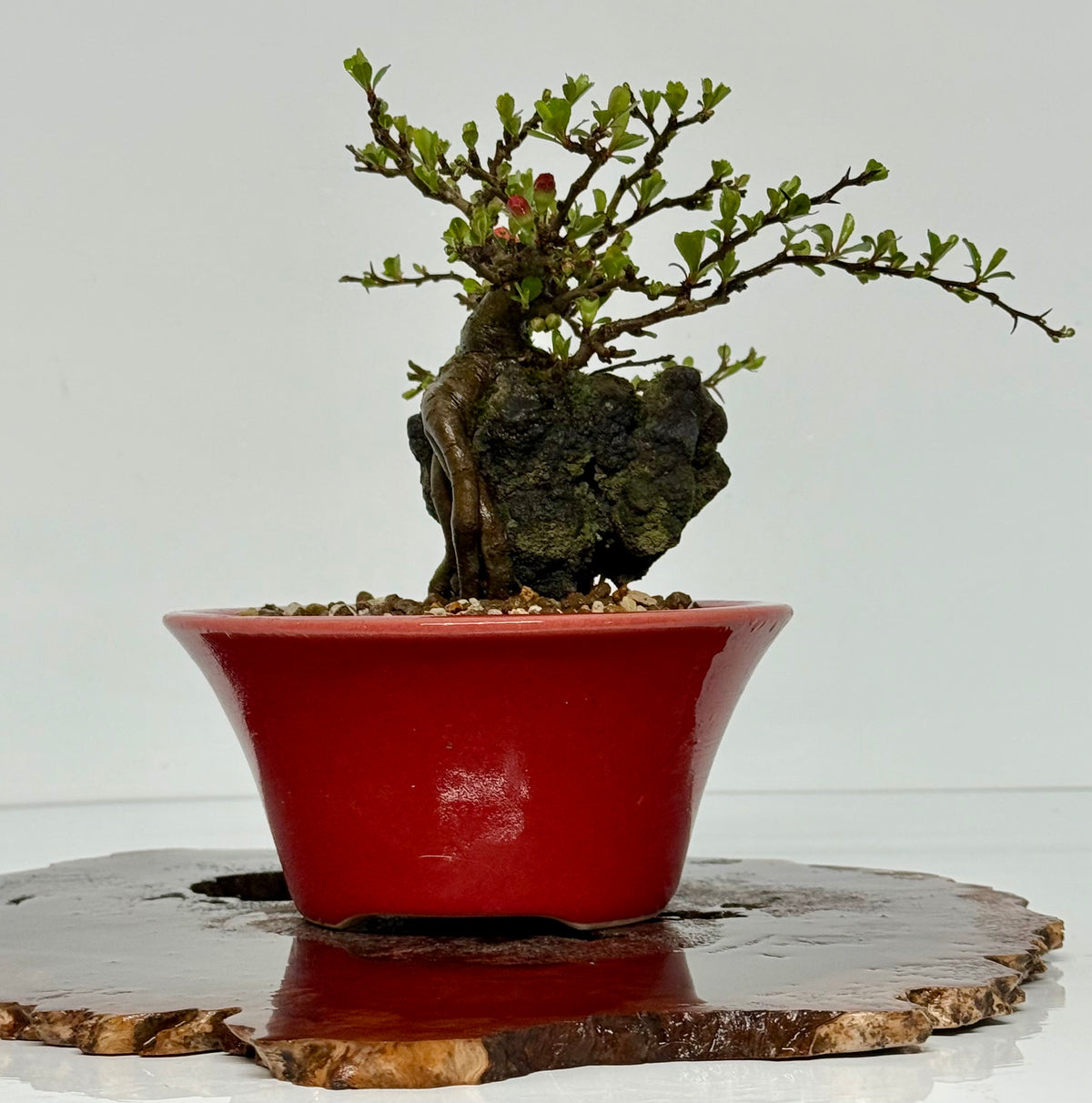 Japanese Quince - Chojubai on rock bonsai tree