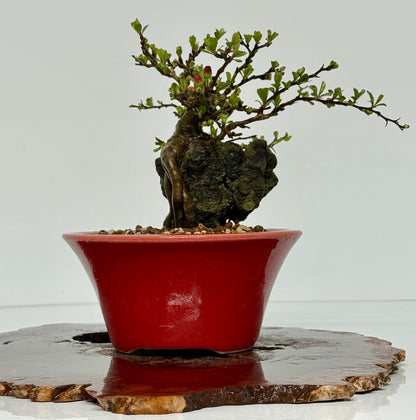 Japanese Quince - Chojubai on rock bonsai tree