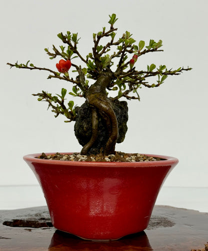 Japanese Quince - Chojubai on rock bonsai tree