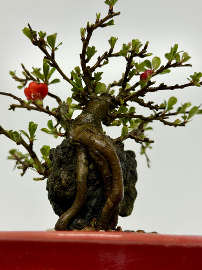 Japanese Quince - Chojubai on rock bonsai tree