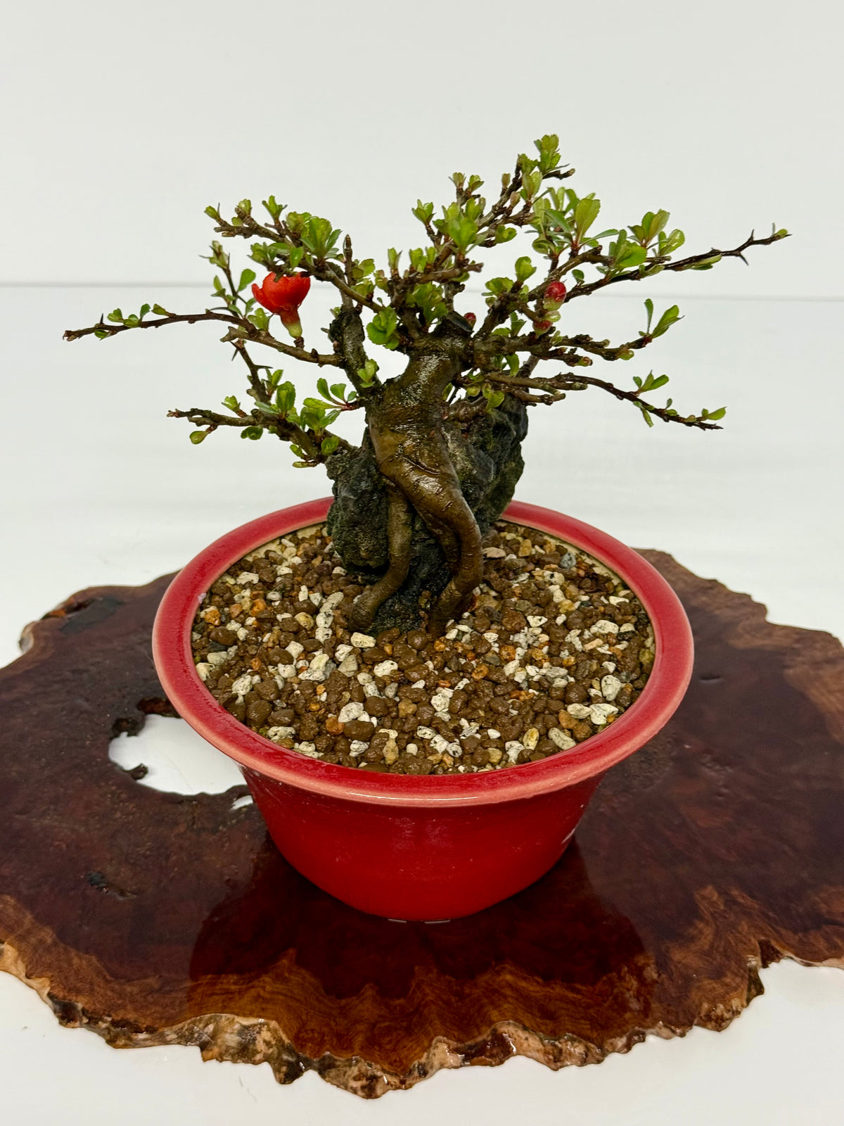 Japanese Quince - Chojubai on rock bonsai tree