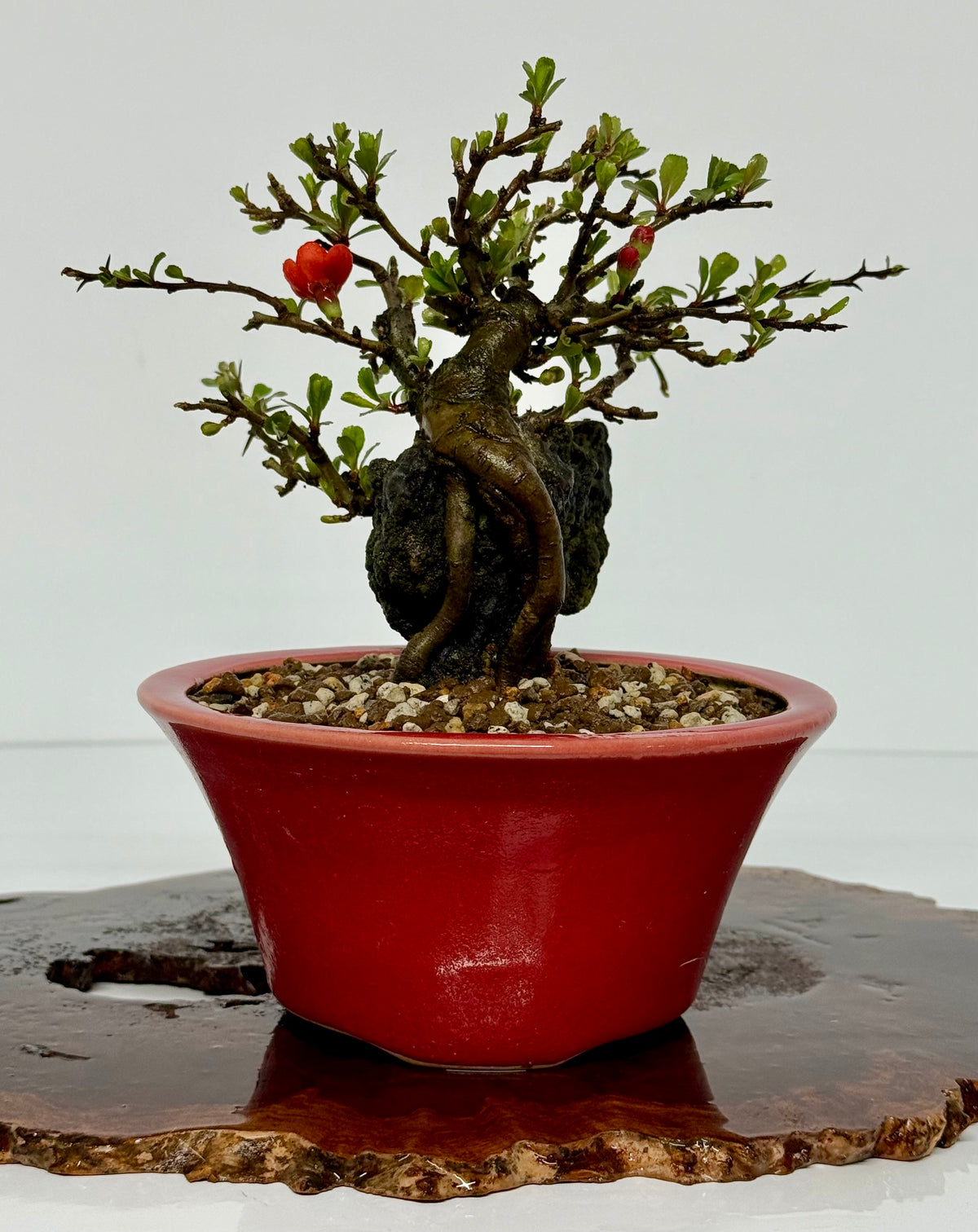 Japanese Quince - Chojubai on rock bonsai tree