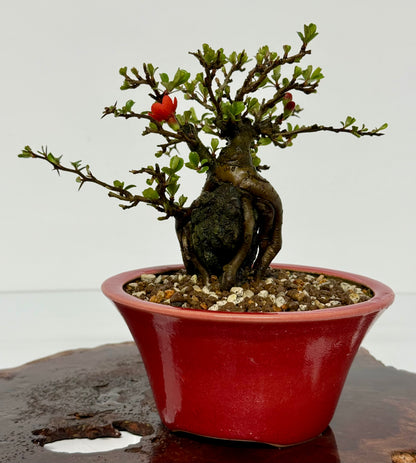 Japanese Quince - Chojubai on rock bonsai tree