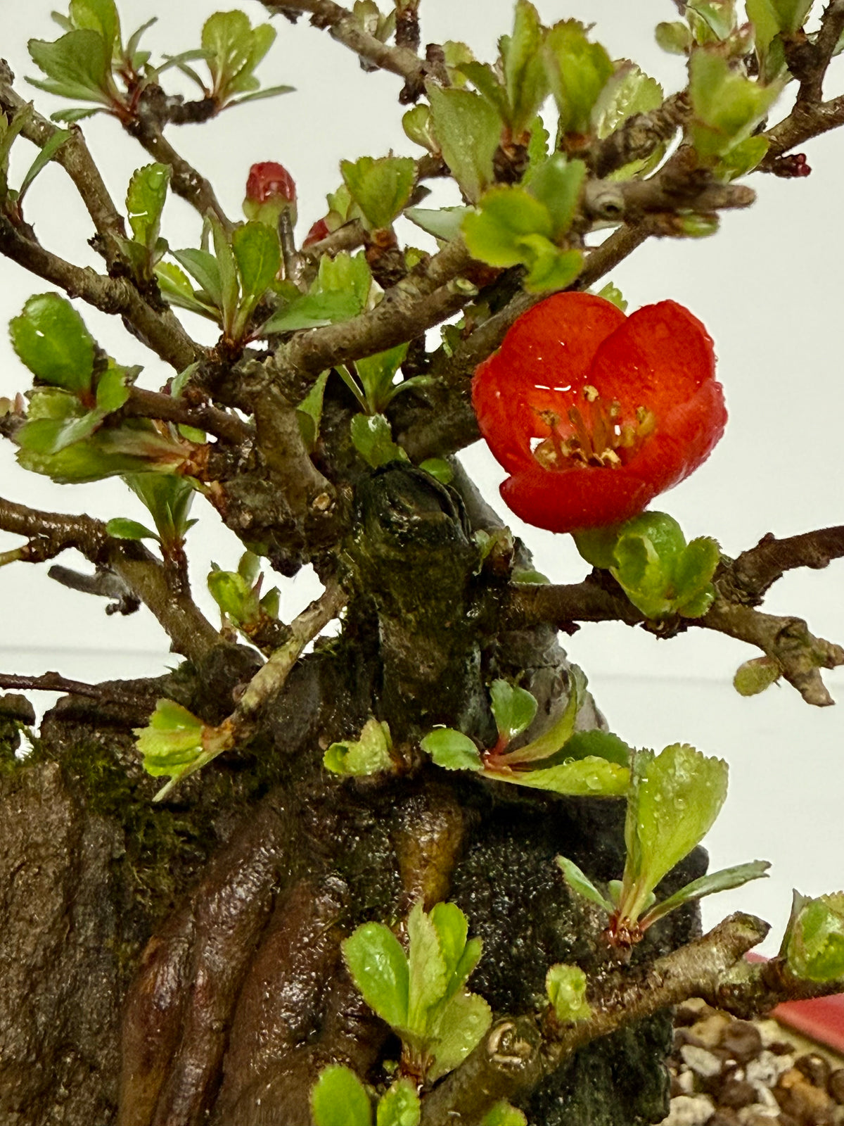 Japanese Quince - Chojubai on rock bonsai tree