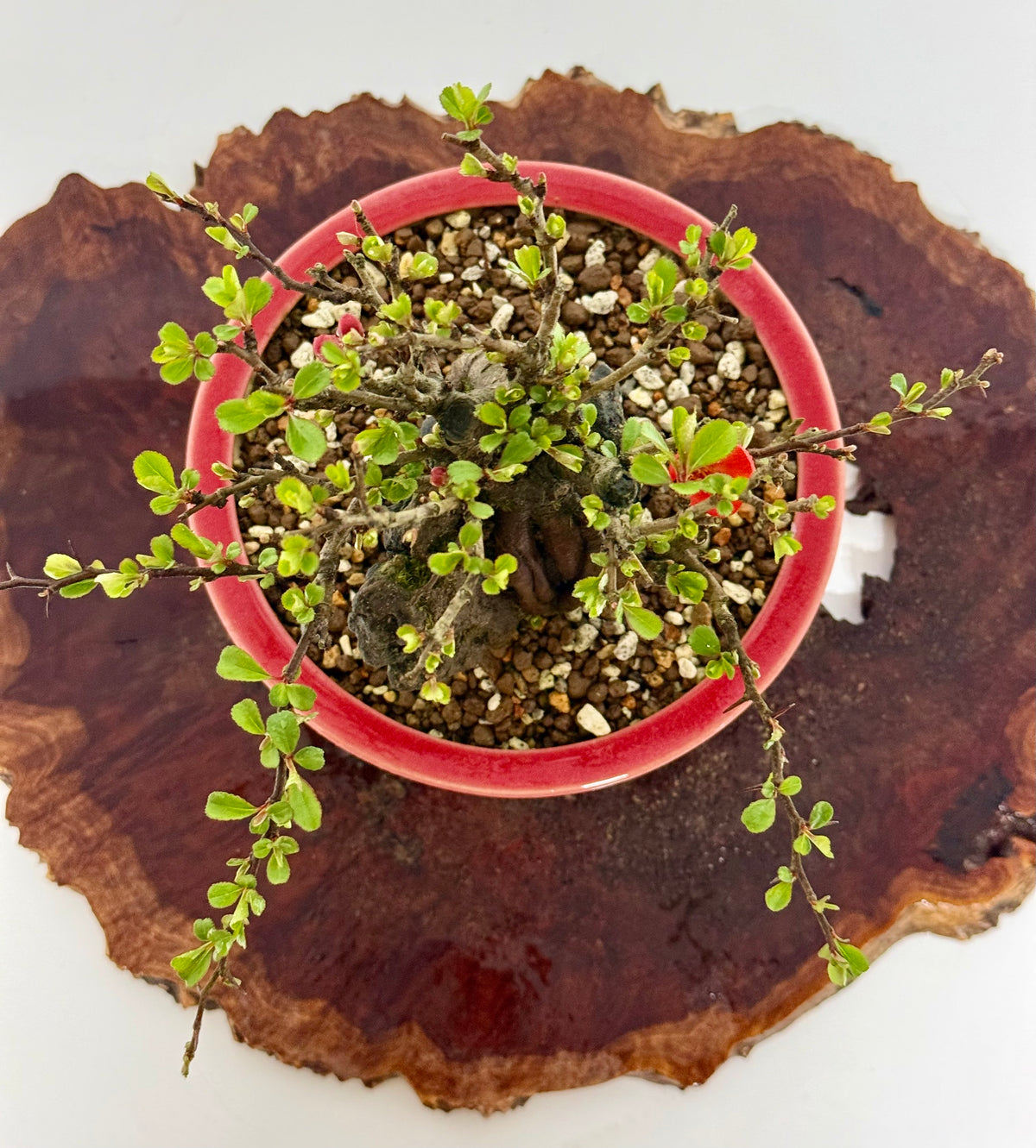 Japanese Quince - Chojubai on rock bonsai tree