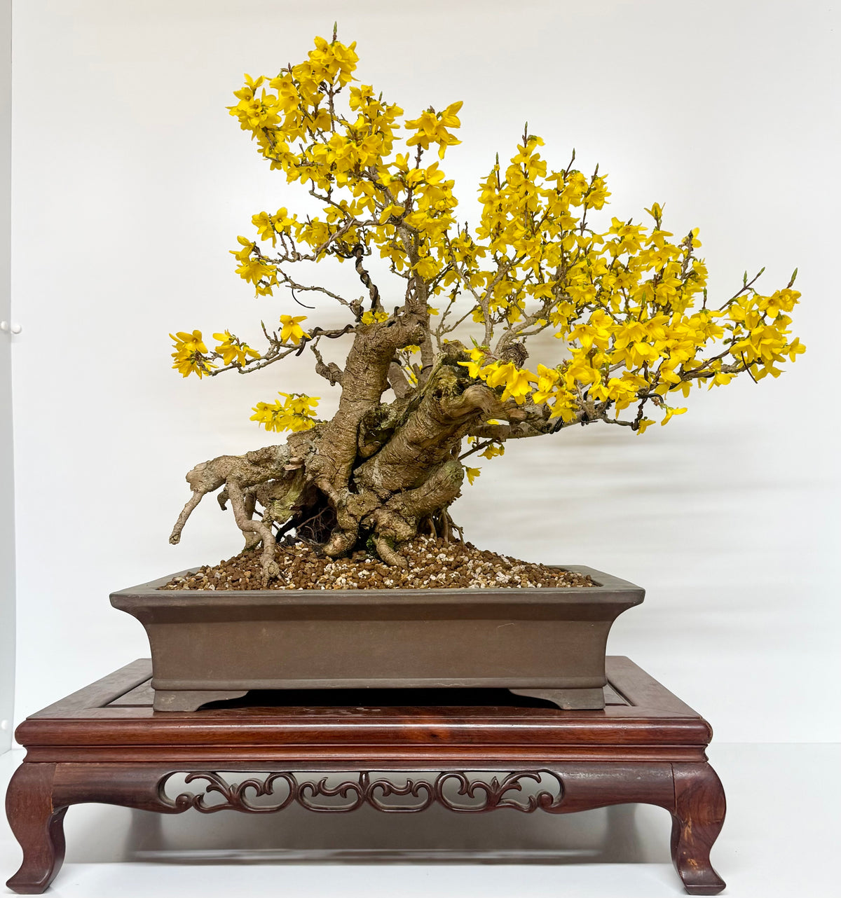 Specimen Forsythia Bonsai Show Tree