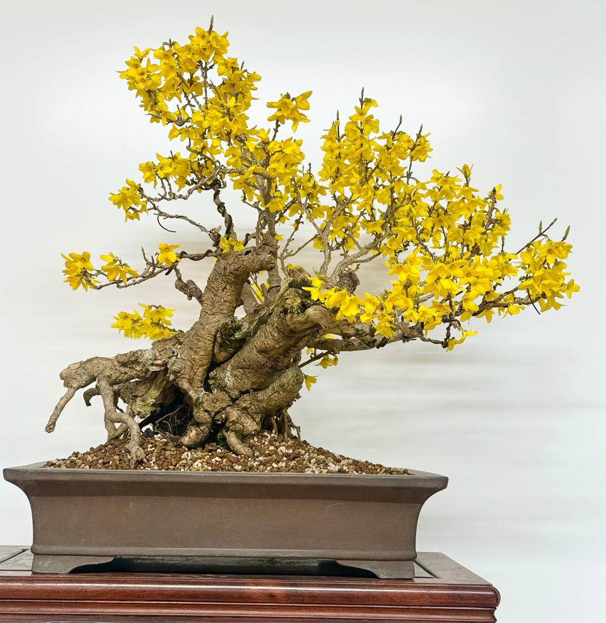 Specimen Forsythia Bonsai Show Tree