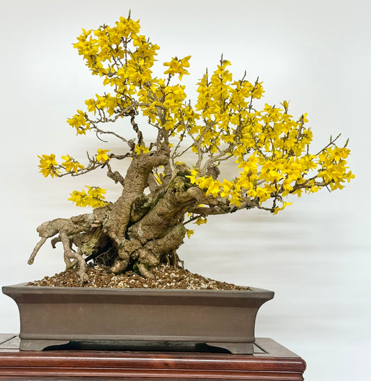 Specimen Forsythia Bonsai Show Tree