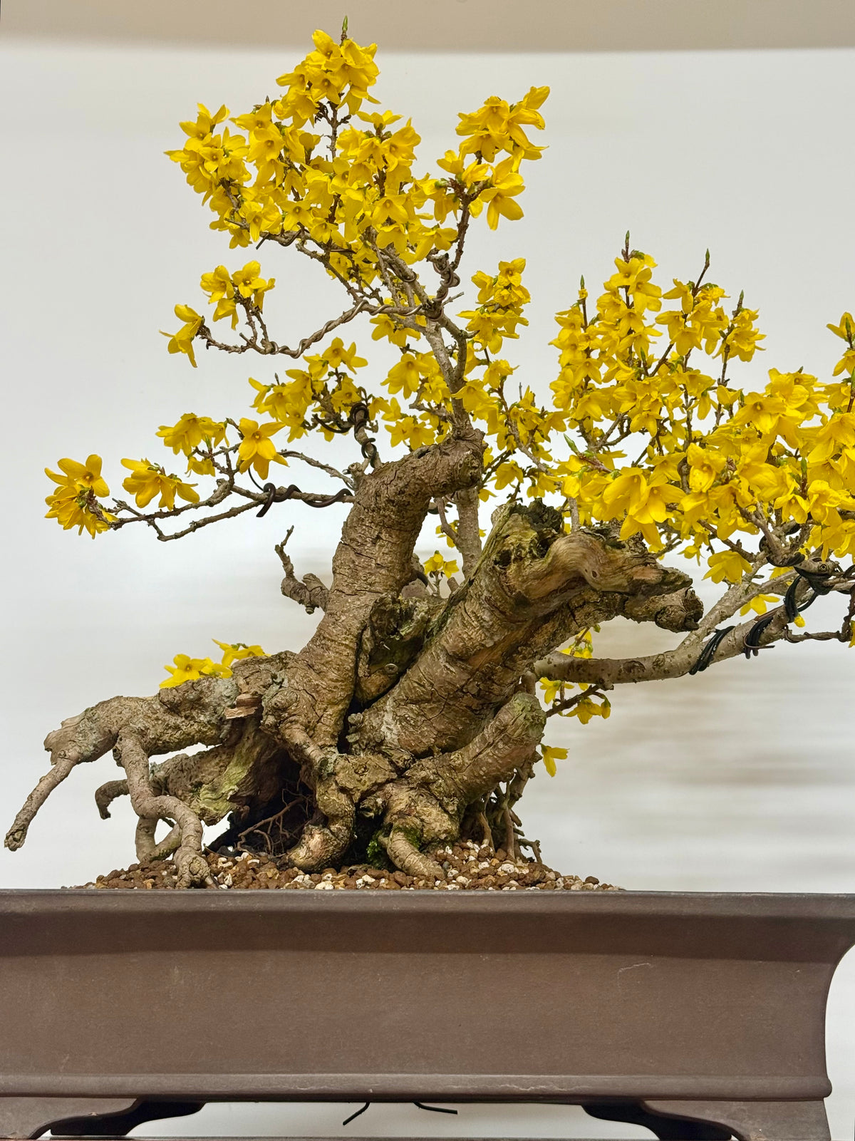 Specimen Forsythia Bonsai Show Tree
