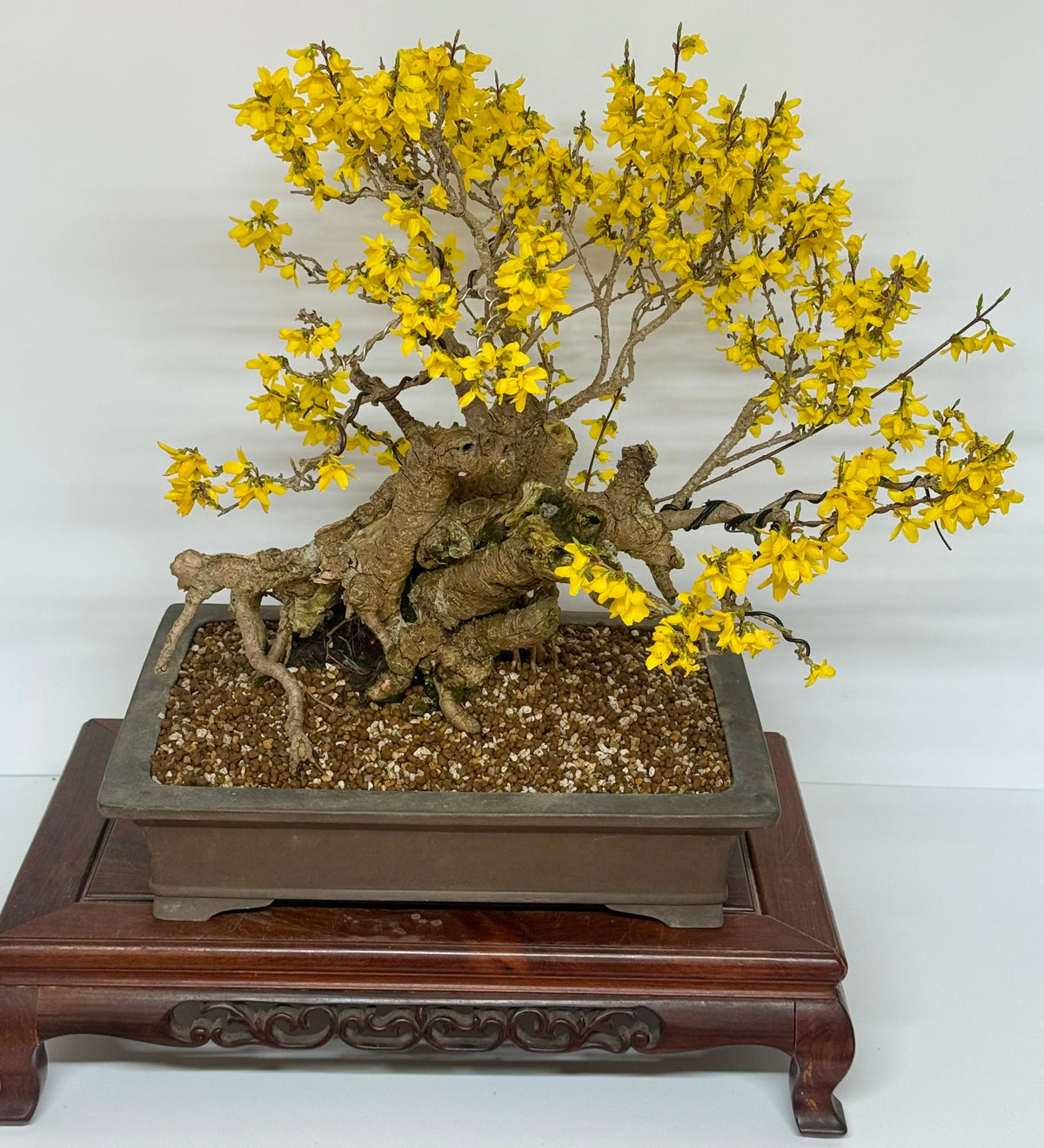 Specimen Forsythia Bonsai Show Tree