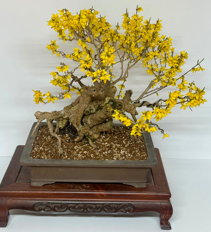 Specimen Forsythia Bonsai Show Tree