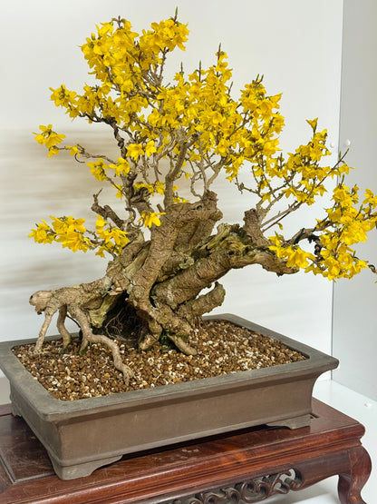 Specimen Forsythia Bonsai Show Tree