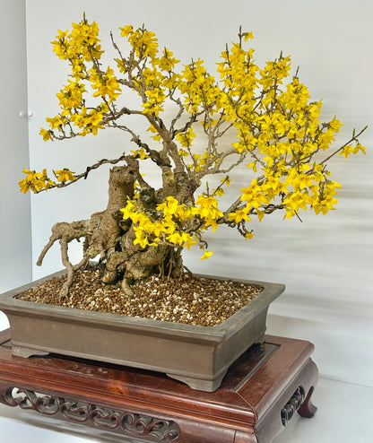 Specimen Forsythia Bonsai Show Tree