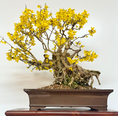 Specimen Forsythia Bonsai Show Tree