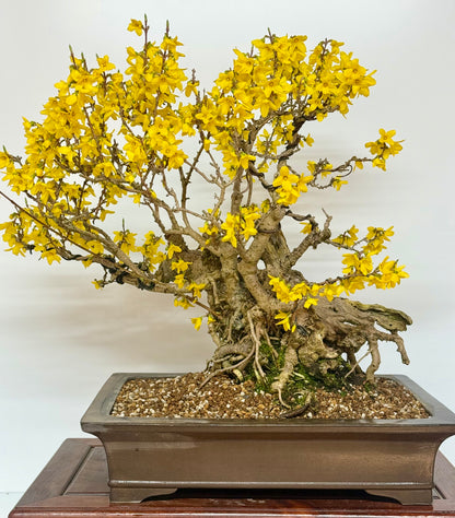 Specimen Forsythia Bonsai Show Tree