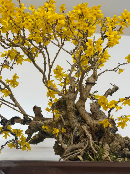 Specimen Forsythia Bonsai Show Tree