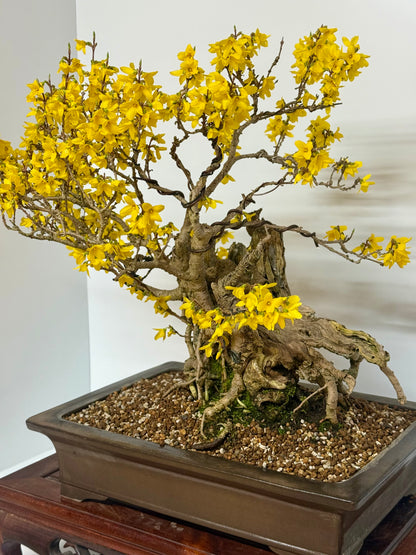 Specimen Forsythia Bonsai Show Tree