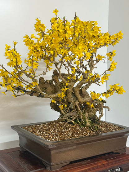 Specimen Forsythia Bonsai Show Tree