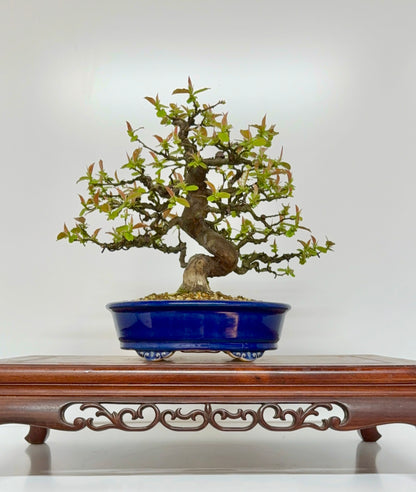 Chinese Quince Bonsai Tree – Pseudocydonia Sinensis in Yixing Pot