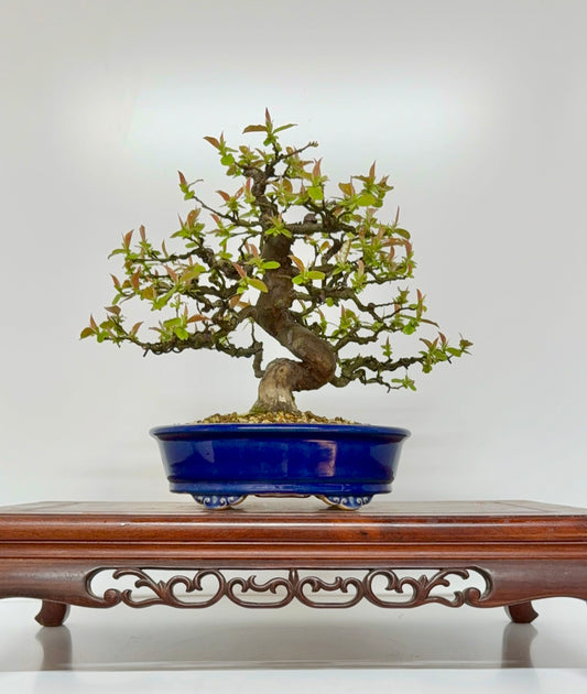 Chinese Quince Bonsai Tree – Pseudocydonia Sinensis in Yixing Pot