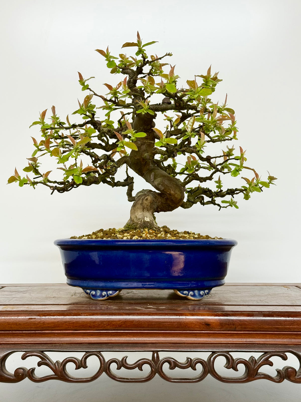 Chinese Quince Bonsai Tree – Pseudocydonia Sinensis in Yixing Pot