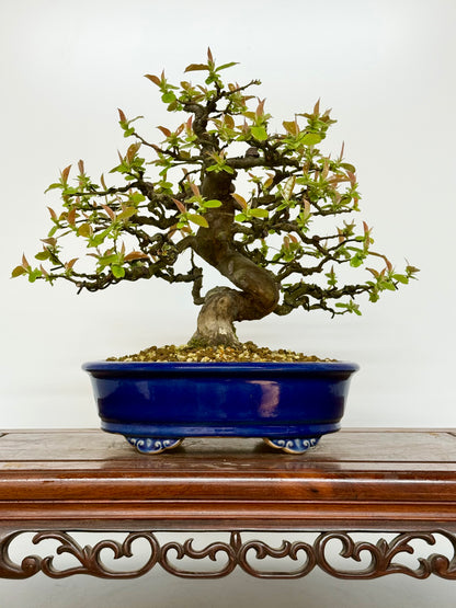 Chinese Quince Bonsai Tree – Pseudocydonia Sinensis in Yixing Pot
