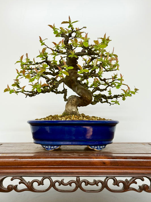 Chinese Quince Bonsai Tree – Pseudocydonia Sinensis in Yixing Pot
